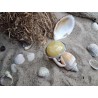 Ring with honey-white amber | AmberWave